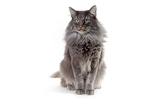 gray long-coated cat